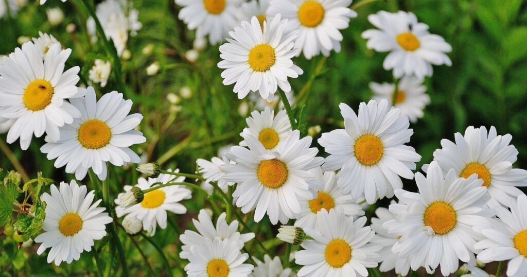 🌼 花・自然系のかわいいフランス語単語