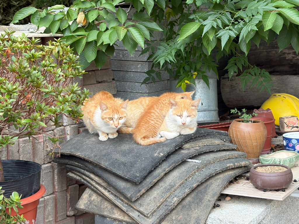 動物が多い